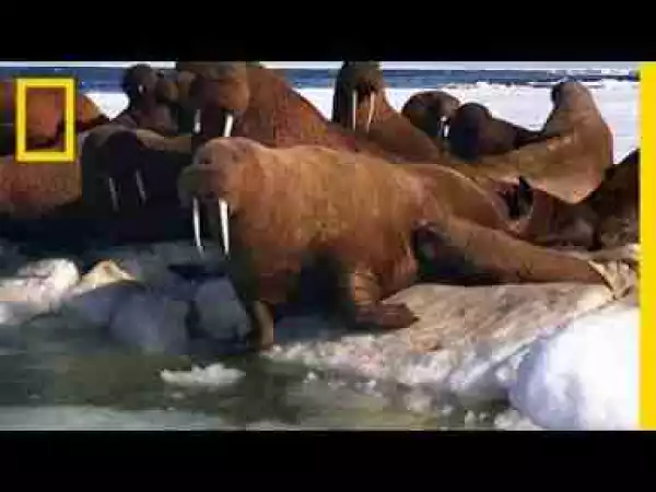 Video: A Walrus Pup’s Swimming Lesson